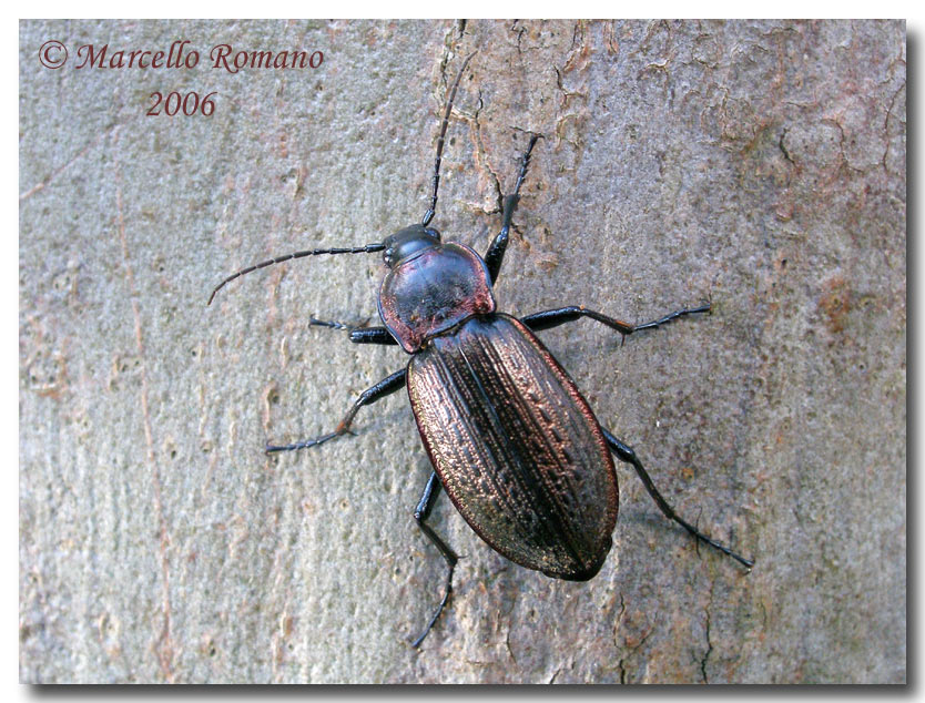 Dobbiamo stare vicini vicini (ovvero: inverno in compagnia)